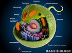 Animal Cells | Basic Biology