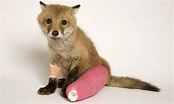 Animals with casts (54 pics) - Izismile.com