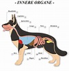 Anatomie des Hundes - hund.info | Anatomie hund, Hunde, Hunde erziehen