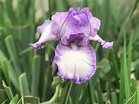 Iris Care - Planting, Growing & Cultural Information