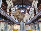 The Complete Guide to Visiting The Hunterian Museum in Glasgow