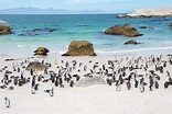 Visiting Boulders Penguin Colony, Cape Town | Atlas & Boots