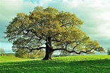 How to Grow and Care for Oak Trees | Gardener’s Path