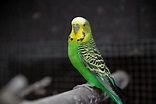 Budgerigars: All You Need To Know About These Tiny Parrots - Rebecca ...