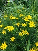 Cheerful 'Moonbeam' Coreopsis in our client's garden reminds us why ...