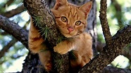 Cat in a Tree