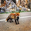 Photo of the beautiful fox that I found in Serra da Arrábida, Portugal ...