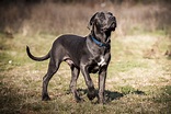 Cane Corso Grau | vlr.eng.br