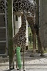 Animals with casts (54 pics) - Izismile.com