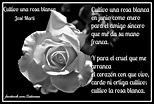 Cultivo una rosa blanca, José Martí | Oración por la salud, Rosas ...