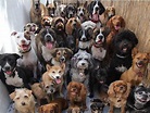 ¿Por qué existen las razas de perros y cuántas razas hay en el mundo ...