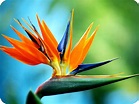 Floralife | Bird of Paradise