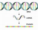 What is mRNA? The messenger molecule that's been in every living cell ...