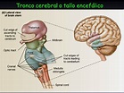 TRONCO ENCEFÁLICO | Mind Map