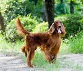 世界名犬介紹—愛爾蘭雪達犬 - 每日頭條