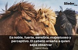 Las 103 mejores frases de caballos
