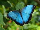 Butterflies Wallpaper: Beautiful Butterflies | Blue morpho butterfly ...