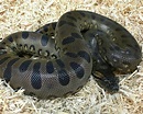 Anaconda size - rytesystems