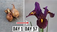 How to Plant, Grow and Care for IRIS - The Complete GUIDE - YouTube