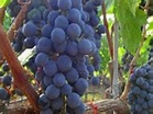 Uva manto negro. Diferencia en los vinos de Binissalem. - CataDelVino.com