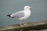 Free Images : nature, ocean, animal, seabird, wildlife, beak, fauna ...