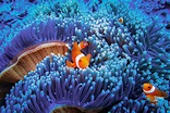 The Most Incredible Underwater Photos Ever Taken | Reader's Digest
