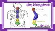 Tren Gaya 77+ Anatomi Tulang Belakang