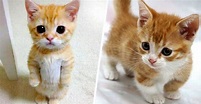 Munchkin, la raza de gatos más tierna que hay en el mundo