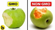 Genetically Modified Foods and Their Pros And Cons - YouTube