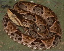 Fer-de-Lance Facts And Pictures