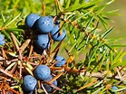 GINEPRO (juniperus communis) | Antica Farmacia-Erboristeria S. Anna