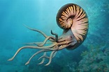 Art illustration - Aquatic Animals - Ammonoidea: commonly known as ...