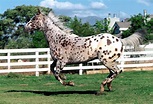The beautiful Appaloosa horses | American horse breed