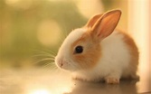 Rabbit Desktop Wallpapers - Top Free Rabbit Desktop Backgrounds ...