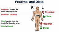 Proximal Vs Distal