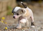 Chinese Crested Dog Breed » Everything About Chinese Crested Dogs