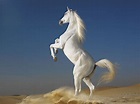 White Horse ♡ - Horses Photo (35203592) - Fanpop