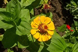 Zinnia Flower Meaning and Symbolism of Different Colors Zinnia Flower ...