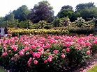 Queen Mary's Rose Garden (28 June 2008)