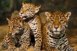 Datos sobre el jaguar en México y en América - Matador Network