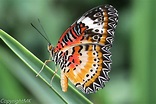 Schmetterling Foto & Bild | tiere, zoo, wildpark & falknerei, insekten ...
