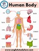 Human Body Parts Name With Picture In English