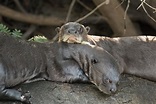 Fun facts about Amazon rainforest's Native Giant River Otter - NYK Daily
