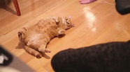 Wilson gato gordo | ┆ElRubiusOMG Amino