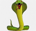Serpiente, Cobra, Serpientes, King Cobra, Dibujo, Cobras, Reptil ...