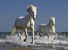 Wild White Horses - Many Roads