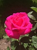 "Miss All American Beauty" from my garden Love Flowers, My Flower ...