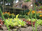 Cómo cultivar un huerto familiar en canteros Huerta - Flor de Planta