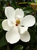 Magnolia grandiflora (Southern Magnolia) | World of Flowering Plants