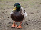 Erpel Foto & Bild | tiere, wildlife, wild lebende vögel Bilder auf ...